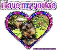 yorki.jpg